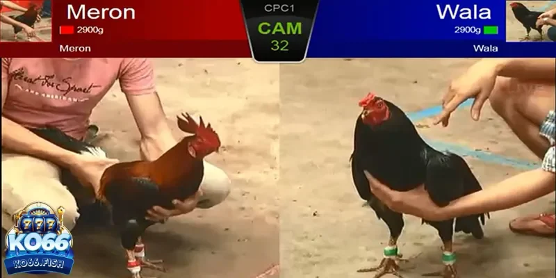 3 chọn cược đá gà